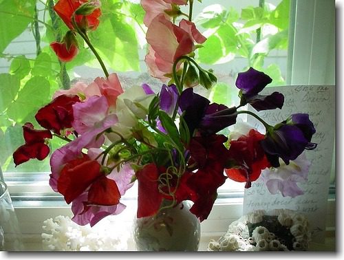 windowsill flowers