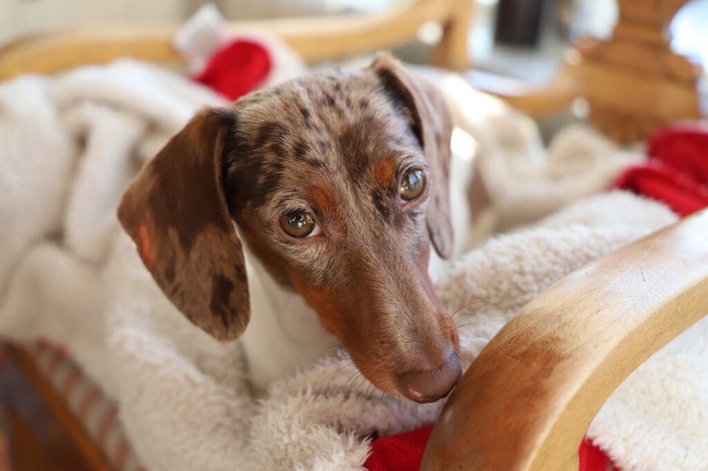pet sitter
