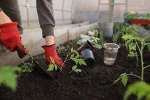 Read more about the article Growing Your Own Food: Planning a Tabletop Garden