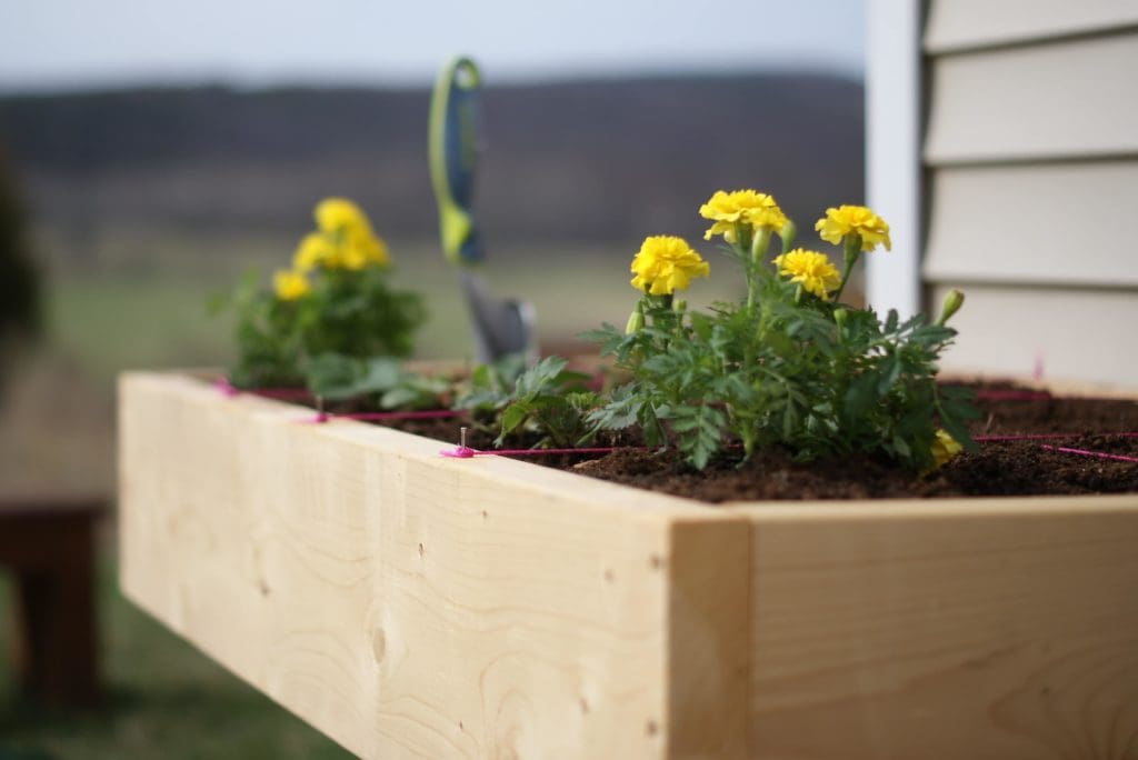 table top garden