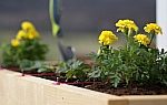 Growing Your Own Food: Marigolds and Strawberries