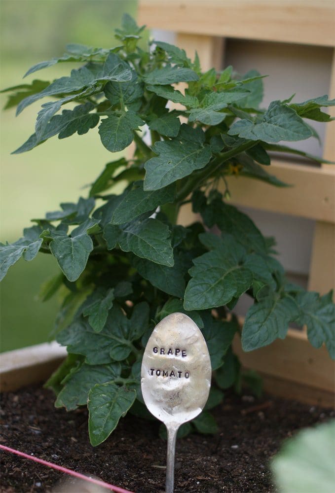 grape tomatoes