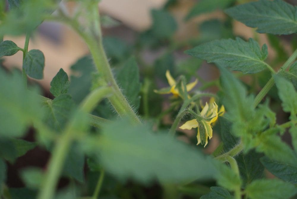 tomato flowers