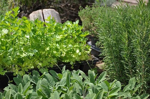 You are currently viewing From Pharmacy to Herb Garden: Our Journey to a Natural Medicine Cabinet