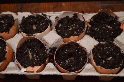 Egg Carton Seed Starters from Simplify Live Love