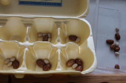 How to Reuse an Egg Carton - Homemade Mancala 