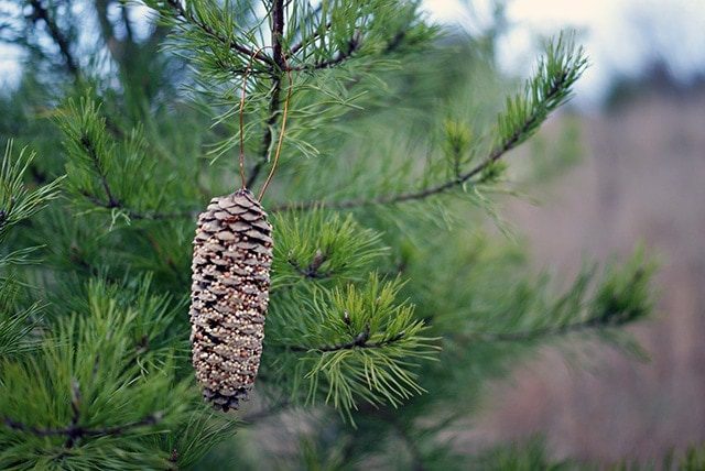 You are currently viewing Pinecone bird feeder {101 Days of Christmas}
