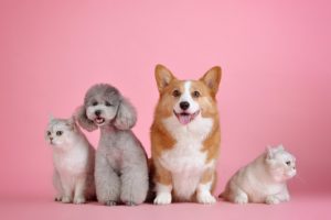 Read more about the article What Does Pet Insurance Cover?