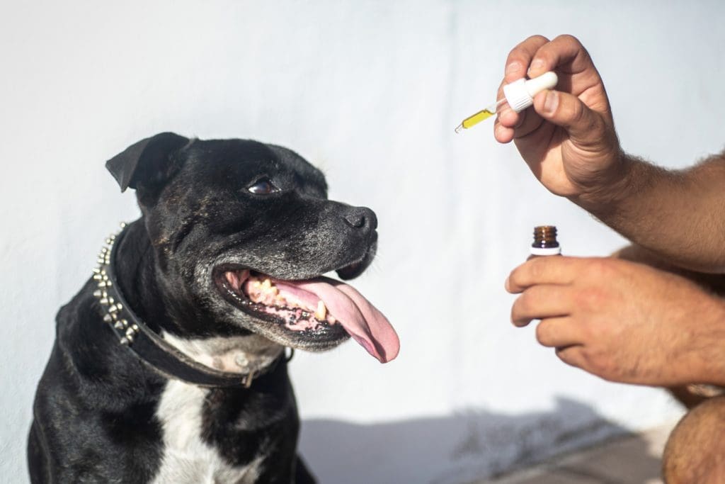 Stay Aware With Hemp-CBD Oil Products for Pets