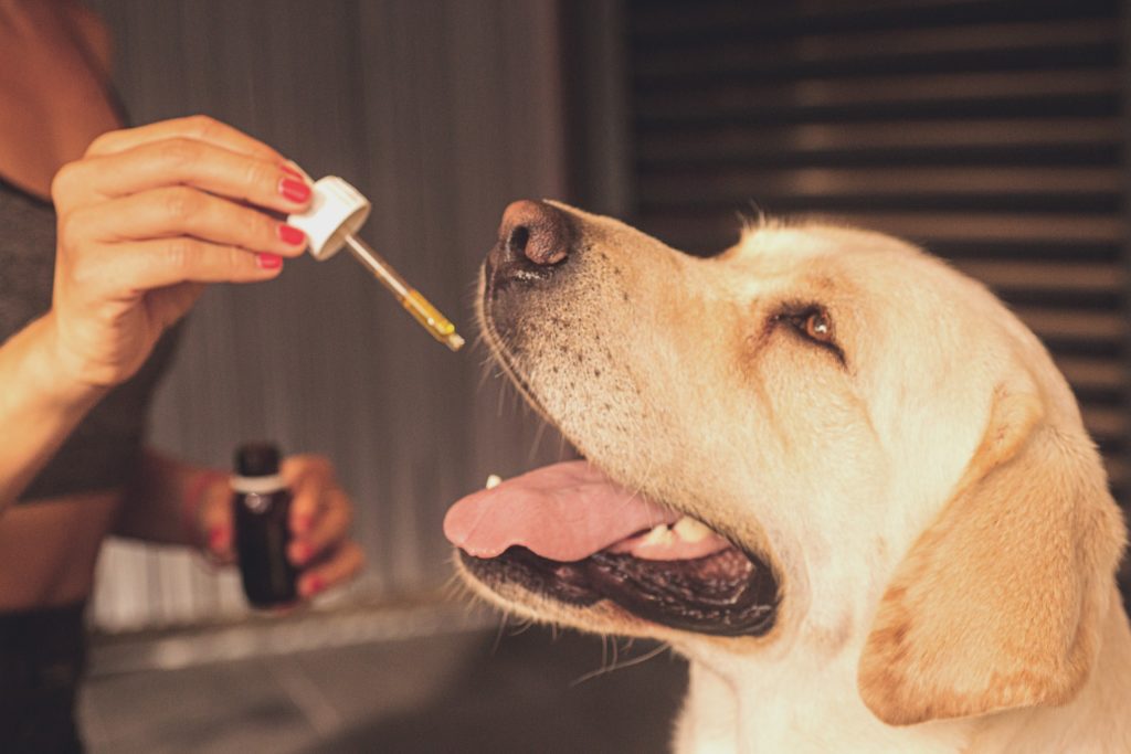 CBD for dogs