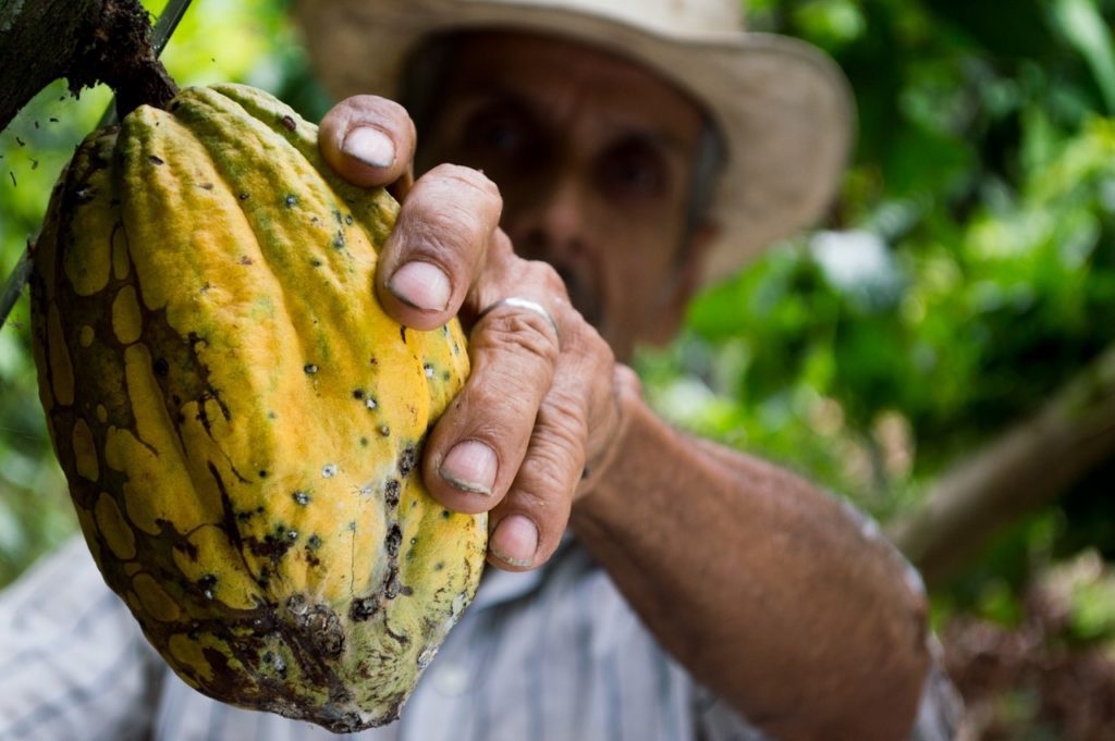 cacao farming