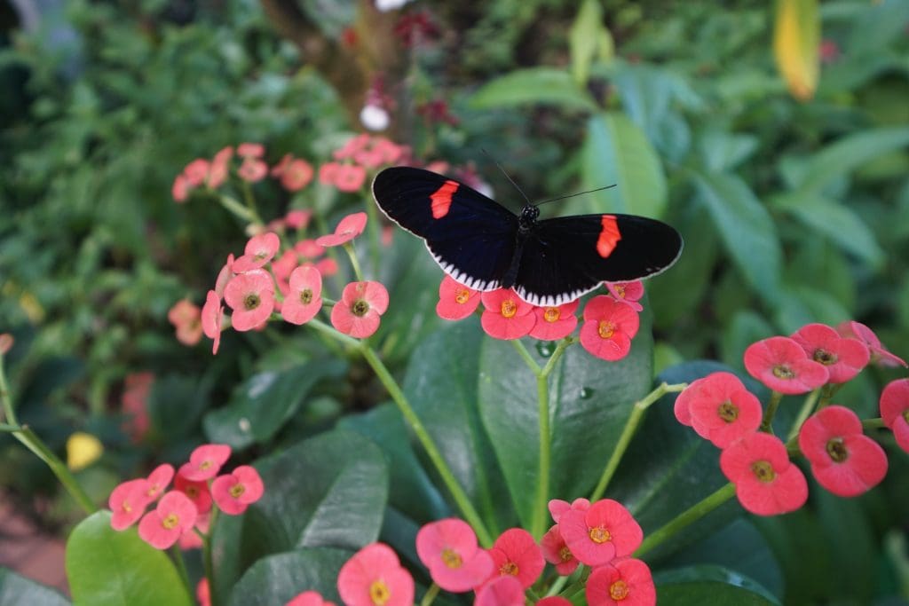 The Key West Butterfly and Nature Conservatory