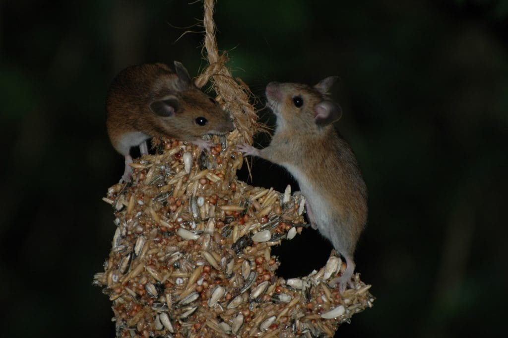 Mice on bird feeder