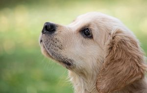 Read more about the article 8 Ways to Keep Your Dog Free from Fleas and Ticks