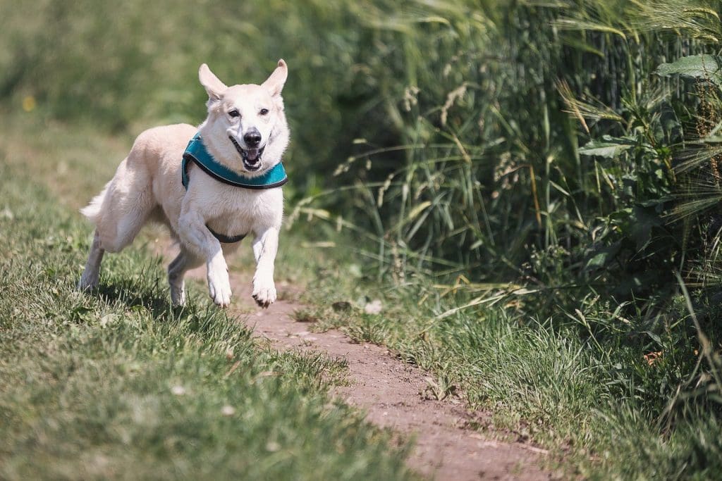 Inspect Your Dog After Walks