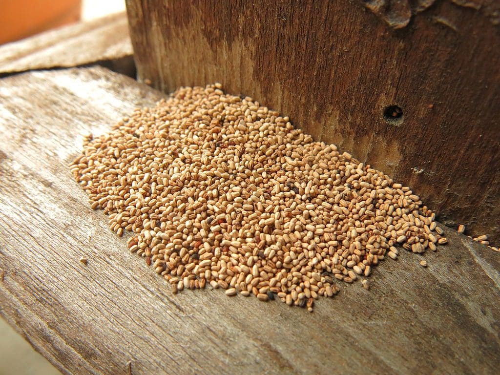 Termite Fecal Pellets