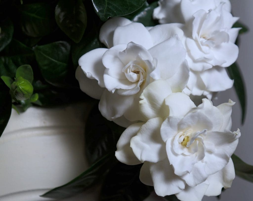 Gardenia flowers