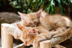 Read more about the article Why do people love Cats?