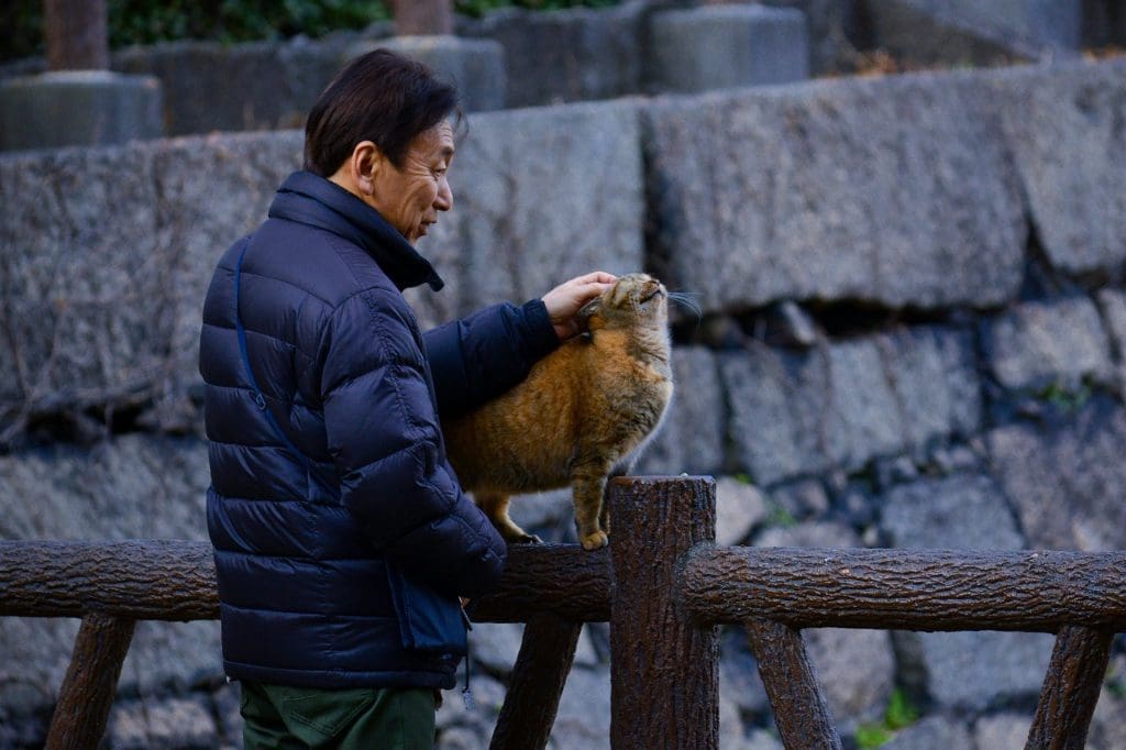 Man petting a cat