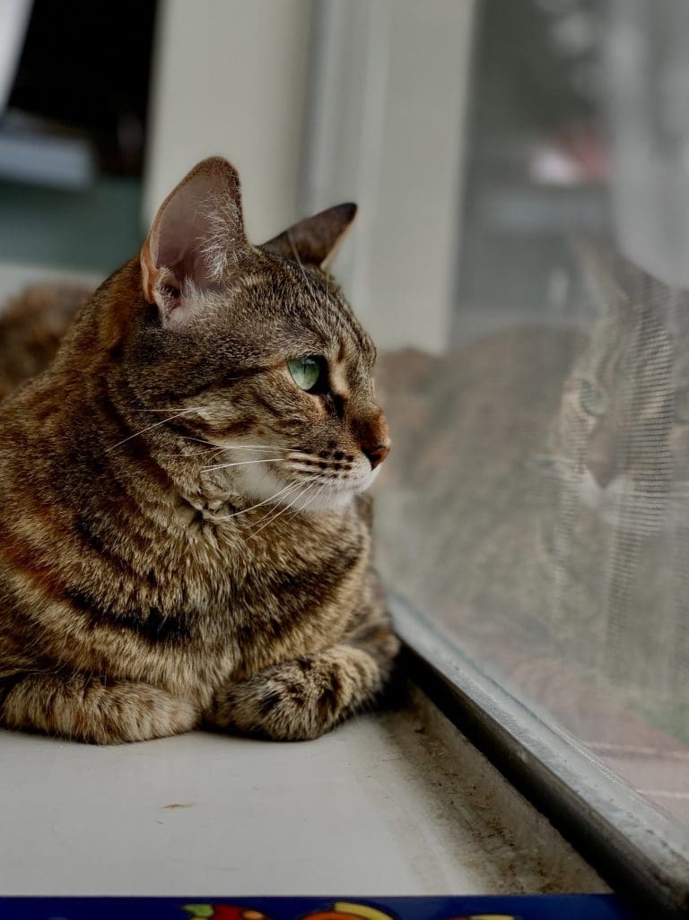 How Your Cat’s Food Can Impact Their Weight