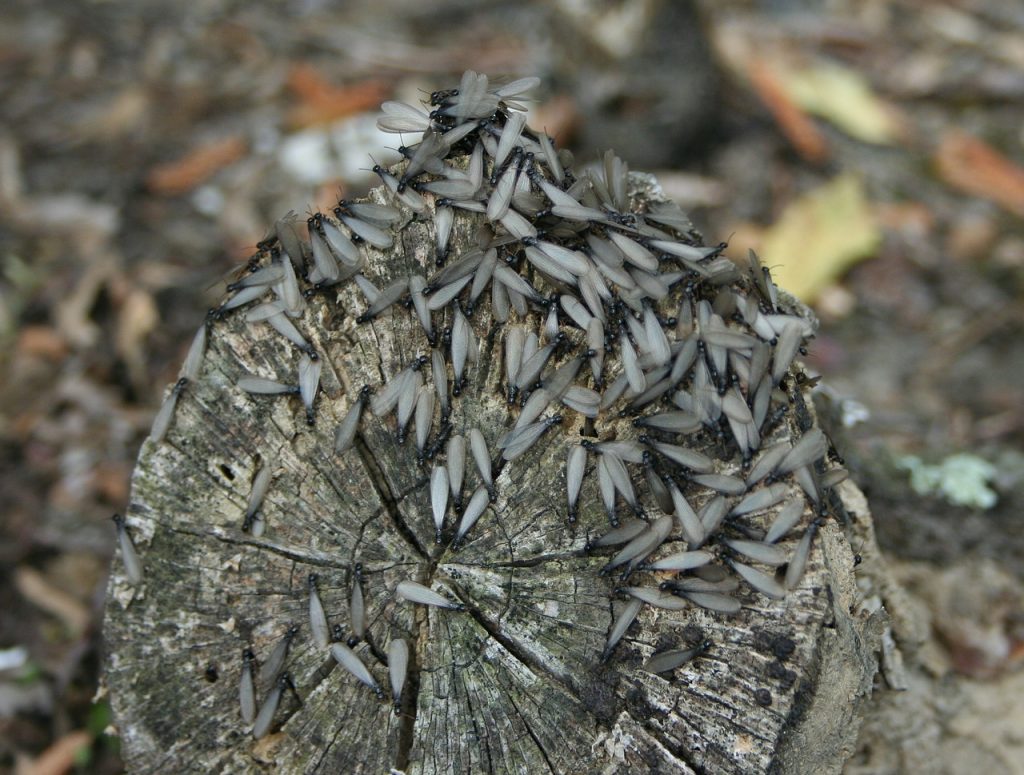 Termite wings