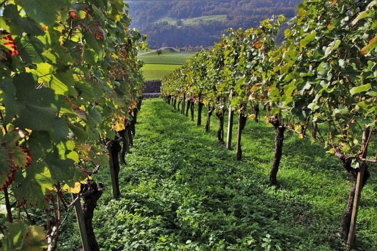 Practical Tips to Start Your Wine Collection