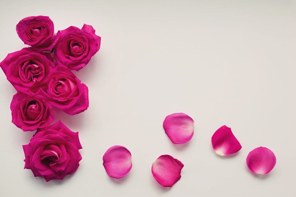 Rose petals