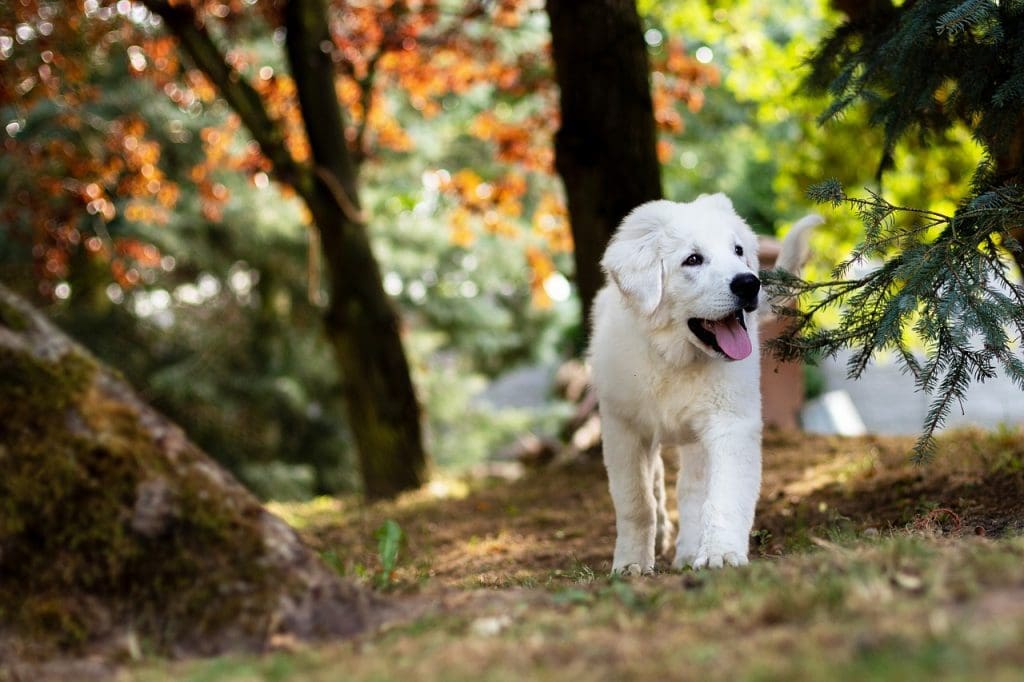 Clean up after you dog