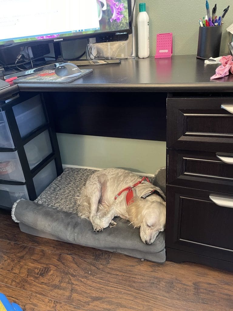 Mickey Sleeping under desk