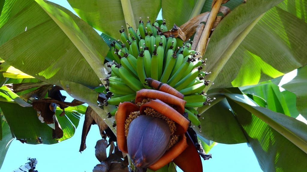 Banana tree