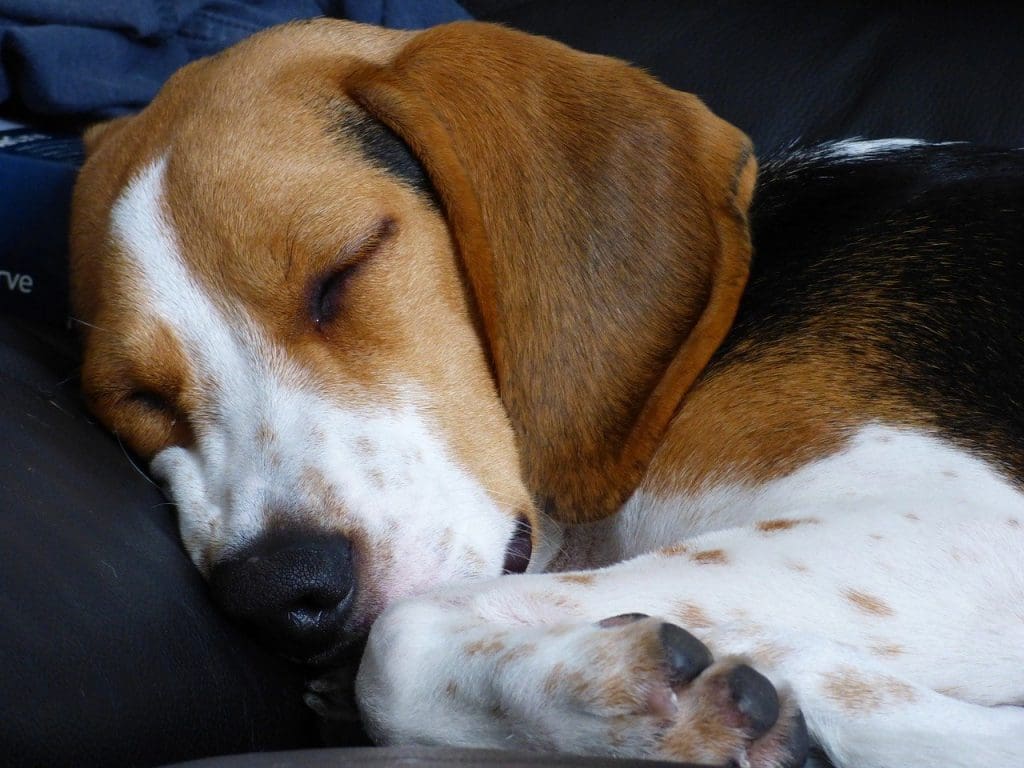 Sleeping beagle