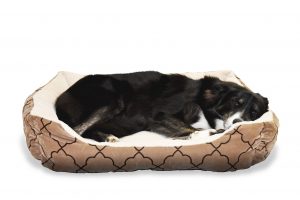 Read more about the article Do Dogs Dream When They’re Sleeping? All Your Questions Answered