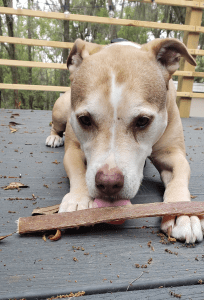 pawstruck treats