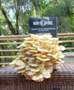 Read more about the article Fun with Fungi/North Spore homegrown mushroom kit.