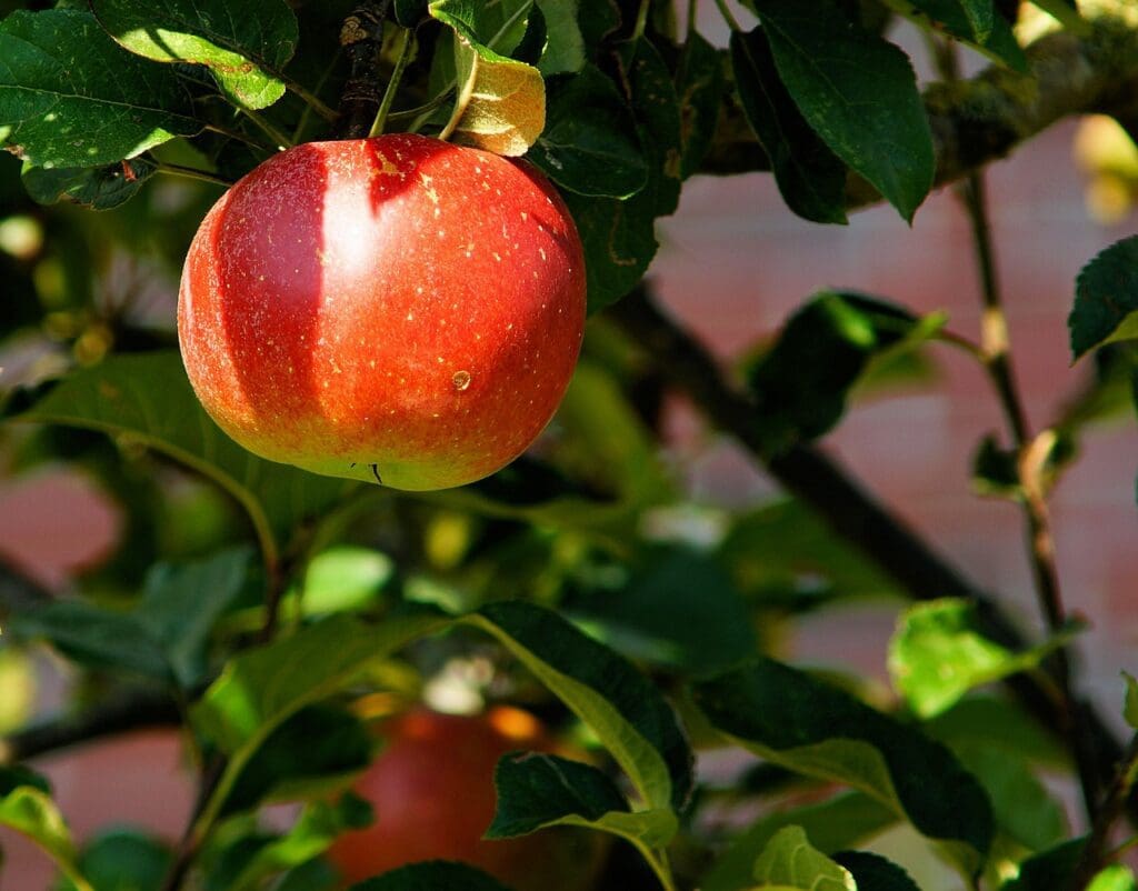 Apples for a healthy gut