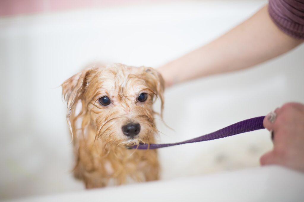 Make a grooming schedule for your furry friend