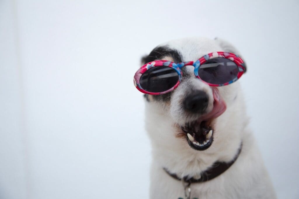 dog with sunglasses