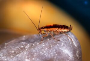 Read more about the article Effective Hacks to Ensure That Your House Is Pest-Free