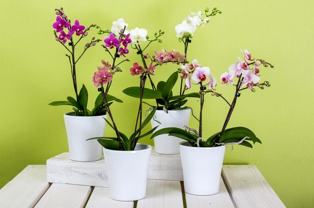 orchid plants