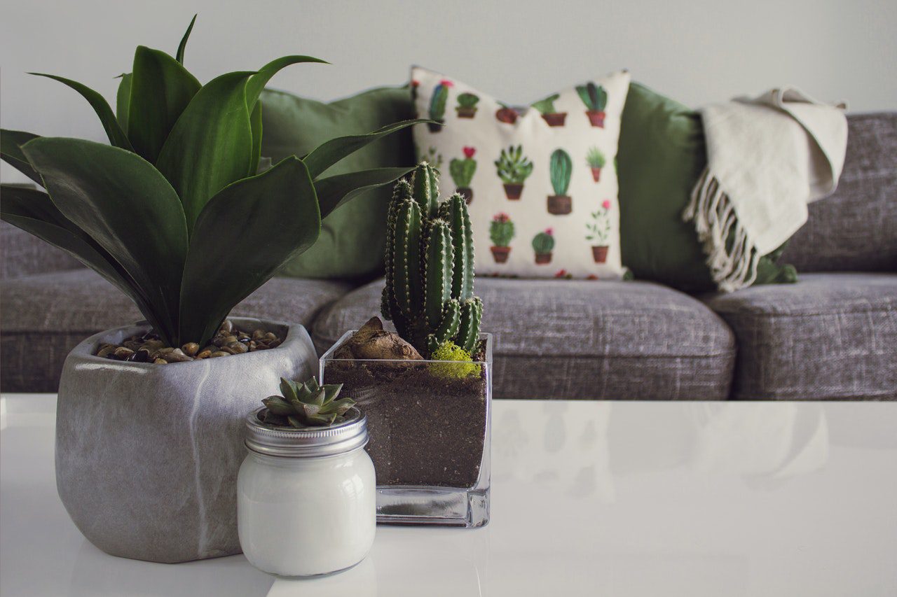 You are currently viewing 7 Plant-Care Tips to Growing Succulents Indoors