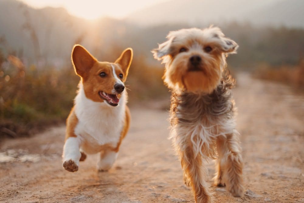 Two dogs running