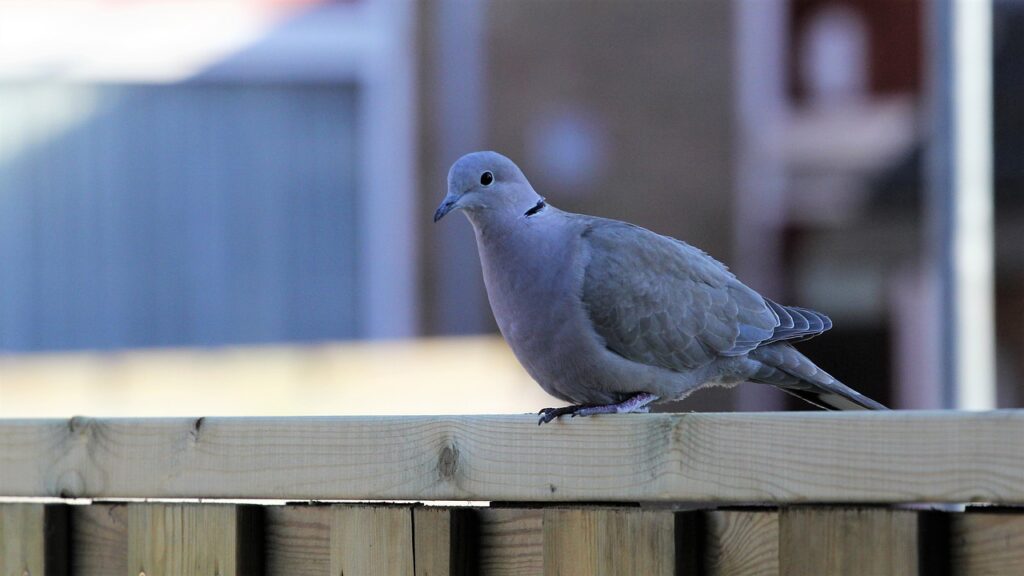 Pigeon on fence
