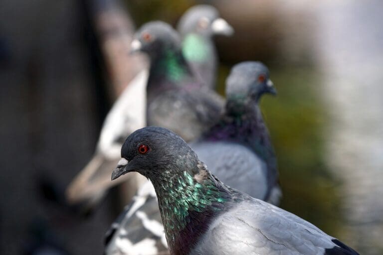 Are There Any Home Remedies to Keep Pigeons Away?