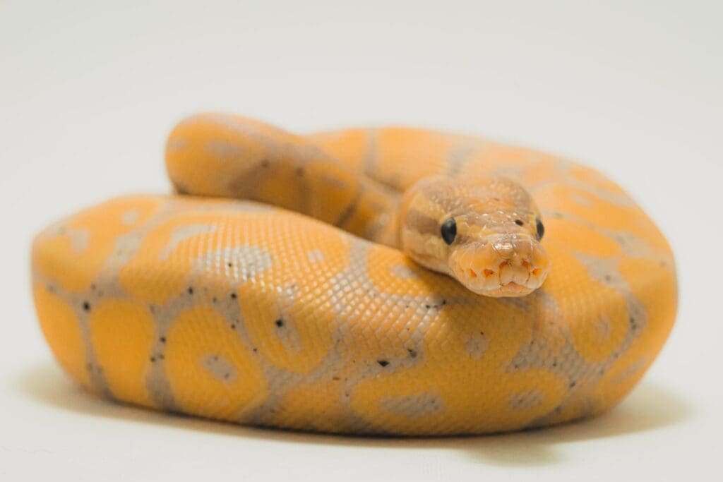 Yellow snake