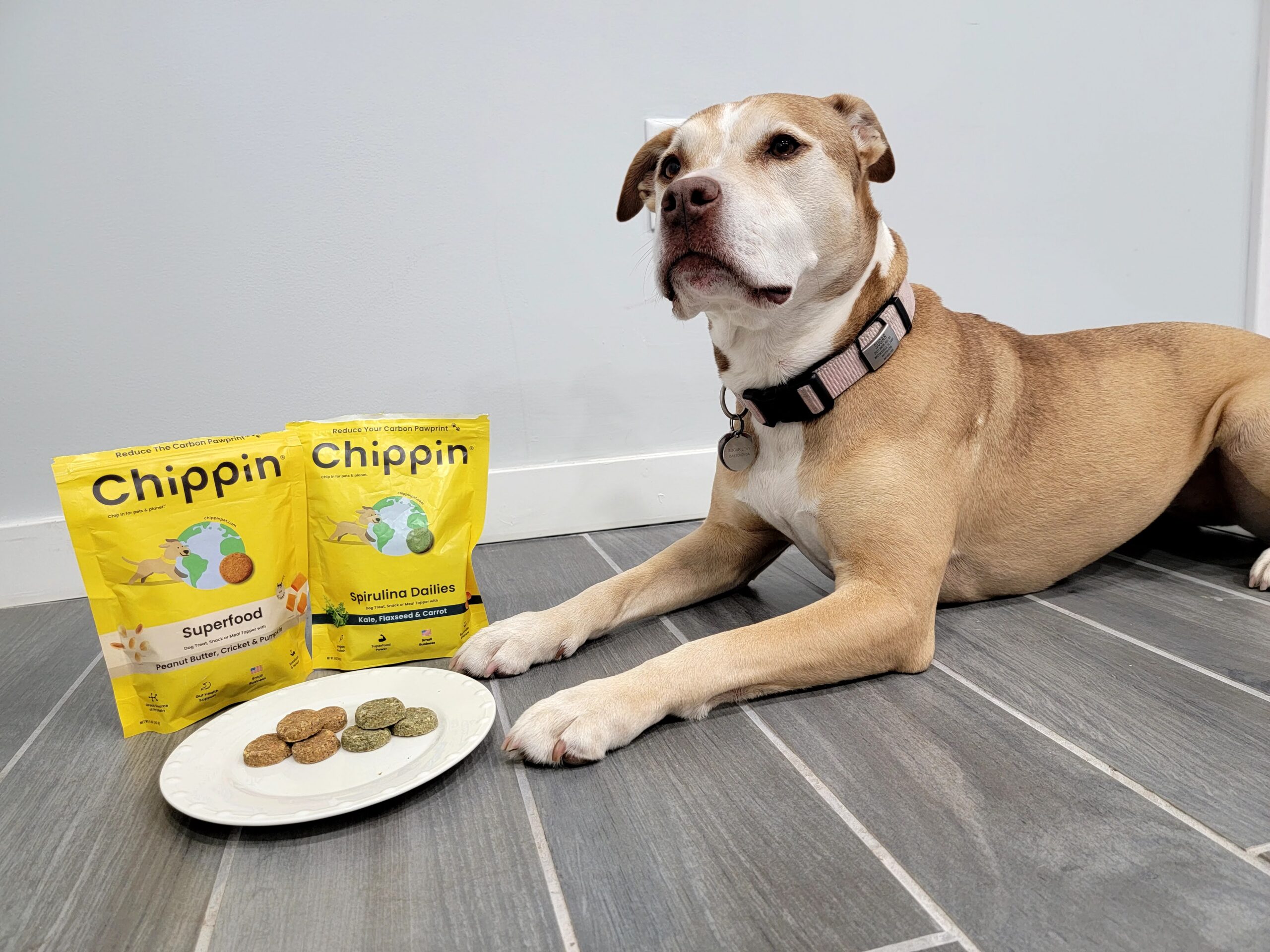 You are currently viewing Chippin: Rethink the Food Standards for Your Canine Friend