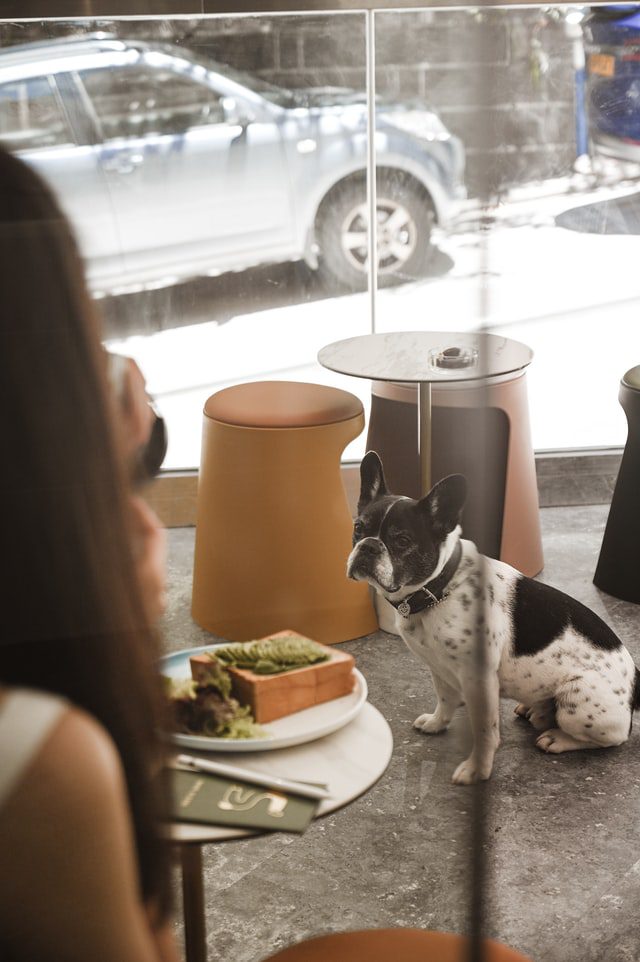 You are currently viewing 4 Excellent Giveaway Ideas for Pet-Friendly Establishments