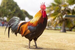 Read more about the article Starting A Chicken Farm Business on The Side