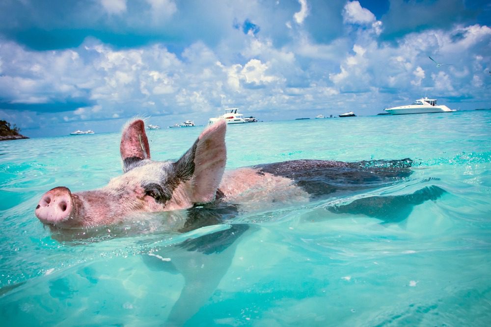The,Swimming,Pigs,Of,The,Bahamas