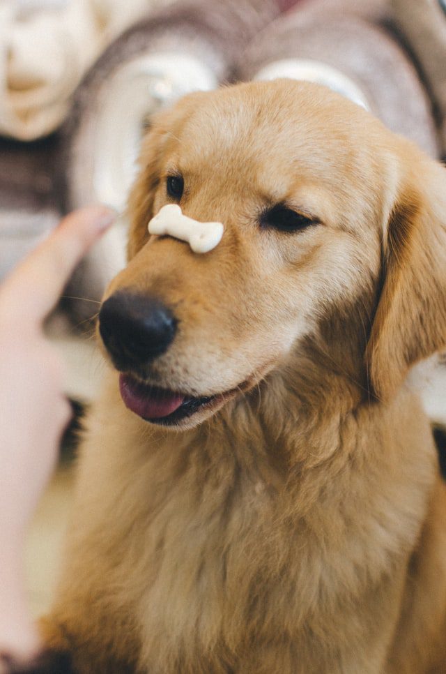 Dog cookie on nose