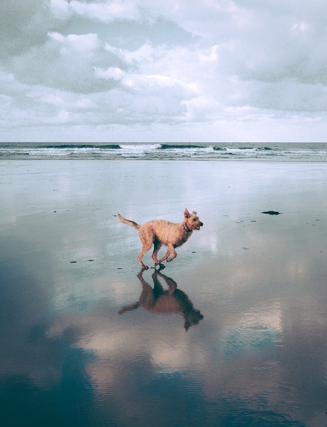 dog running on beach